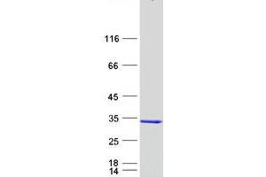 Western Blotting (WB) image for 5,10-Methenyltetrahydrofolate Synthetase (5-Formyltetrahydrofolate Cyclo-Ligase) (MTHFS) protein (Myc-DYKDDDDK Tag) (ABIN2726511)