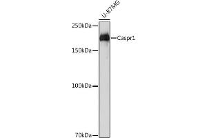 Western blot analysis of extracts of U-87MG cells, using Caspr11 Rabbit mAb (ABIN1678680, ABIN7101562, ABIN7101563 and ABIN7101564) at 1:1000 dilution. (CNTNAP1 Antikörper)