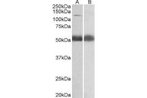 ABIN2561950 (0. (COPA Antikörper  (Internal Region))