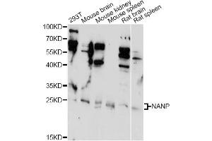 Western blot analysis of extracts of various cell lines, using NANP antibody (ABIN6291653) at 1:1000 dilution. (NANP Antikörper)