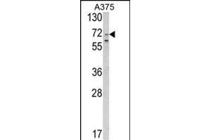 Western blot analysis of SLC23A2 Antibody (N-term) (ABIN652594 and ABIN2842398) in  cell line lysates (35 μg/lane). (SLC23A2 Antikörper  (N-Term))