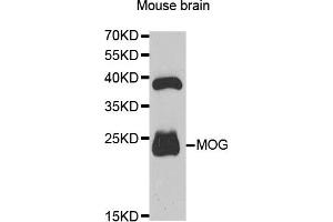 Western Blotting (WB) image for anti-Myelin Oligodendrocyte Glycoprotein (MOG) antibody (ABIN1876541) (MOG Antikörper)