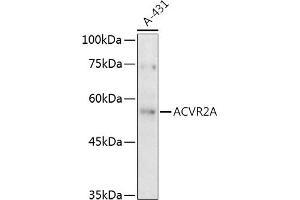 Western blot analysis of extracts of A-431 cells, using A antibody (ABIN3015791, ABIN3015792, ABIN3015793 and ABIN6219141) at 1:500 dilution. (ACVR2A Antikörper  (AA 20-140))