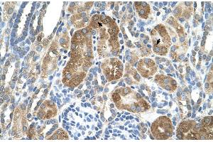 Human kidney (LY6G6F Antikörper  (N-Term))