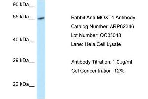 Western Blotting (WB) image for anti-Monooxygenase, DBH-Like 1 (MOXD1) (C-Term) antibody (ABIN971164) (MOXD1 Antikörper  (C-Term))