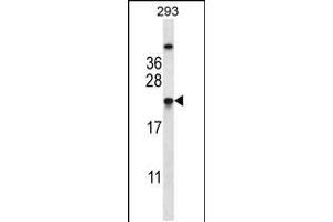 TAGLN2 Antibody (C-term) (ABIN657984 and ABIN2846931) western blot analysis in 293 cell line lysates (35 μg/lane). (TAGLN2 Antikörper  (C-Term))