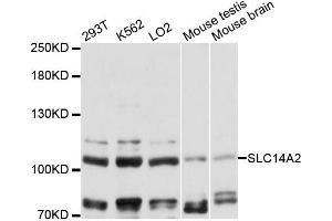 Western blot analysis of extracts of various cell lines, using SLC14A2 antibody (ABIN6292331) at 1:3000 dilution. (Solute Carrier Family 14 (Urea Transporter, Kidney) Member 2 (SLC14A2) Antikörper)