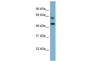 WB Suggested Anti-RMND1  Antibody Titration: 0. (RMND1 Antikörper  (Middle Region))