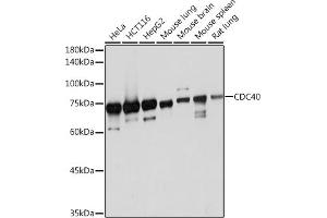 CDC40 Antikörper