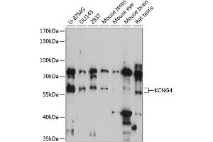 Western blot analysis of extracts of various cell lines, using KCNG4 antibody (ABIN7269489) at 1:3000 dilution. (KCNG4 Antikörper  (AA 1-220))