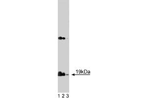 Western blot analysis of alpha-Synuclein on rat brain lysate. (SNCA Antikörper  (AA 15-123))