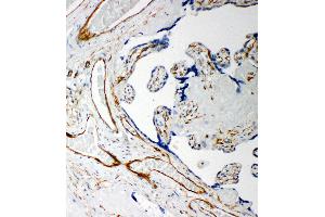 Anti-Iduronate 2 sulfatase antibody, IHC(P) IHC(P): Human Placenta Tissue (IDS Antikörper  (C-Term))