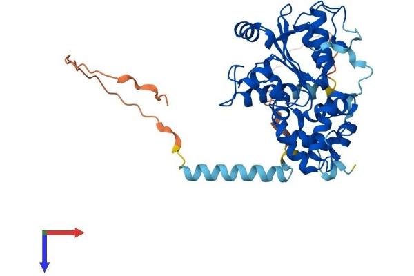 CHST14 Protein (AA 1-376) (His tag)