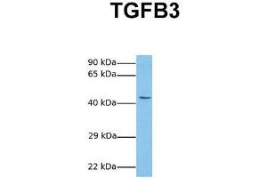 Host:  Rabbit  Target Name:  TGFB3  Sample Tissue:  Human MCF7  Antibody Dilution:  1. (TGFB3 Antikörper  (Middle Region))