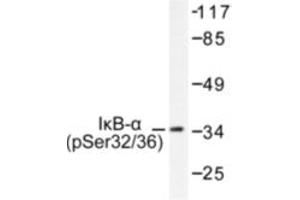 Image no. 1 for anti-Nuclear Factor of kappa Light Polypeptide Gene Enhancer in B-Cells Inhibitor, alpha (NFKBIA) (pSer32), (pSer36) antibody (ABIN318052) (NFKBIA Antikörper  (pSer32, pSer36))