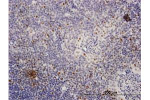 Immunoperoxidase of purified MaxPab antibody to MCM4 on formalin-fixed paraffin-embedded human tonsil. (MCM4 Antikörper  (AA 1-863))