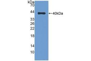 Detection of Recombinant DEFb1, Bovine using Polyclonal Antibody to Defensin Beta 1 (DEFb1) (beta Defensin 1 Antikörper  (AA 2-64))