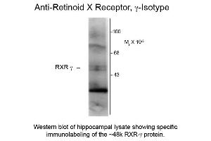 Western blot of Anti-Retinoid X Receptor gamma (Mouse) Antibody - 209-301-E28 Western Blot of Mouse anti-Retinoid X Receptor gamma antibody.