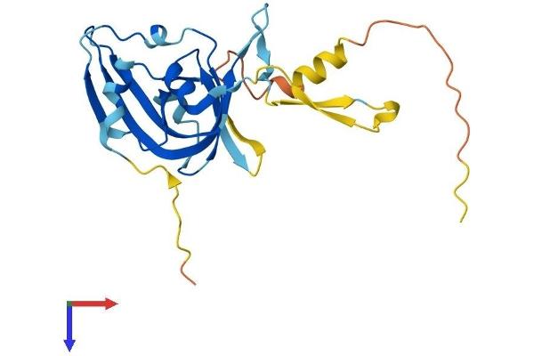 ARPIN Protein (AA 1-226) (His tag)