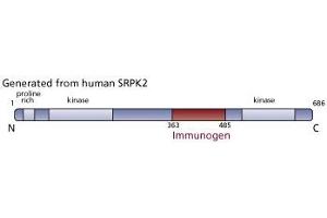 Image no. 3 for anti-SFRS Protein Kinase 2 (SRPK2) (AA 363-485) antibody (ABIN968376) (SRPK2 Antikörper  (AA 363-485))