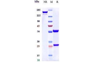 Anti-CD6 Reference Antibody (itolizumab) on SDS-PAGE under reducing (R) condition.