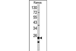 Western blot analysis of RPS9 antibody in Ramos cell line lysates (35ug/lane) (RPS9 Antikörper  (C-Term))