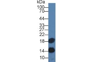 Western blot analysis of Rat Pancreas lysate, using Rat TFF2 Antibody (2 µg/ml) and HRP-conjugated Goat Anti-Mouse antibody ( (Renin Antikörper  (AA 275-389))