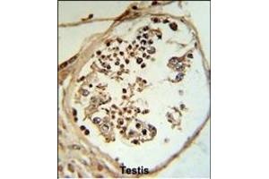 LYAR Antibody (N-term) (R) IHC analysis in formalin fixed and paraffin embedded human testis tissue followed by peroxidase conjugation of the secondary antibody and DAB staining. (LYAR Antikörper  (N-Term))