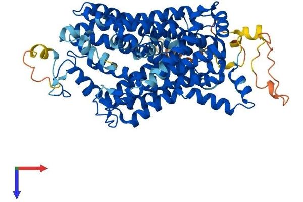 TAUT Protein (AA 1-621) (His tag)