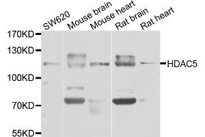 Western blot analysis of extracts of various cell lines, using HDAC5 antibody (ABIN6290464) at 1:1000 dilution.