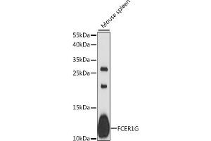 Western blot analysis of extracts of mouse spleen, using FCER1G antibody (ABIN6131643, ABIN6140539, ABIN6140540 and ABIN6216687) at 1:1000 dilution. (FCER1G Antikörper  (AA 19-86))
