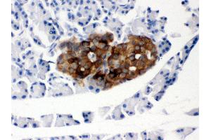 Anti- PRNP Picoband antibody,IHC(P) IHC(P): Rat Pancreas Tissue (PRNP Antikörper  (AA 143-230))