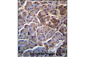 MOSPD2 Antibody (N-term) (ABIN657246 and ABIN2846344) immunohistochemistry analysis in formalin fixed and paraffin embedded human pancreas tissue followed by peroxidase conjugation of the secondary antibody and DAB staining. (MOSPD2 Antikörper  (N-Term))