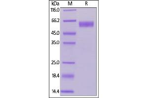 Human / Cynomolgus / Rhesus macaque CD28, Fc Tag (Hied) on  under reducing (R) condition.