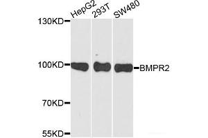 Western blot analysis of extracts of various cell lines using BMPR2 Polyclonal Antibody at dilution of 1:1000. (BMPR2 Antikörper)