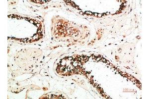 Immunohistochemical analysis of paraffin-embedded human-testis, antibody was diluted at 1:200 (MZB1 Antikörper  (AA 1-50))