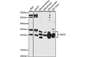 Western blot analysis of extracts of various cell lines, using LIN7A antibody (ABIN7268268) at 1:1000 dilution. (LIN7A Antikörper  (AA 1-90))