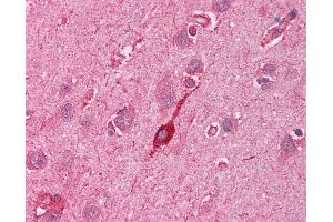 Anti-HMOX2 / Heme Oxygenase 2 antibody IHC of human brain, cortex. (HMOX2 Antikörper  (N-Term))