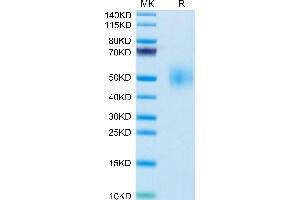 SLAMF1 Protein (AA 25-242) (His tag)