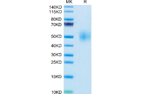SLAMF1 Protein (AA 25-242) (His tag)