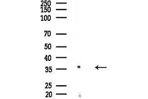 anti-Budding Uninhibited By Benzimidazoles 3 Homolog (Yeast) (BUB3) (C-Term) antibody