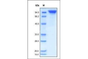 SDS-PAGE (SDS) image for Colony Stimulating Factor 3 Receptor (Granulocyte) (CSF3R) (AA 25-621) (Active) protein (Fc Tag) (ABIN2181147) (CSF3R Protein (AA 25-621) (Fc Tag))