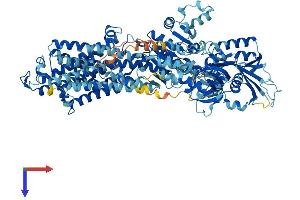 ATP1A4 Protein (AA 1-1032) (His tag)