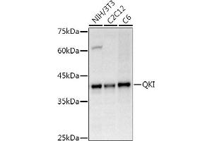 Western blot analysis of extracts of various cell lines, using QKI Rabbit pAb antibody (ABIN6128587, ABIN6146533, ABIN6146534 and ABIN6222826) at 1:500 dilution. (QKI Antikörper  (AA 1-341))