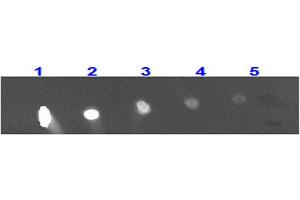 Dot Blot for Rabbit Anti-MONKEY IgG 488 Conjugation Dot Blot for Rabbit Anti-MONKEY IgG 488 Conjugation. (Kaninchen anti-Affe IgG Antikörper (DyLight 488) - Preadsorbed)