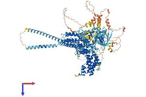 Ras Protein-Specific Guanine Nucleotide-Releasing Factor 2 (RASGRF2) (AA 1-1189) protein (His tag)