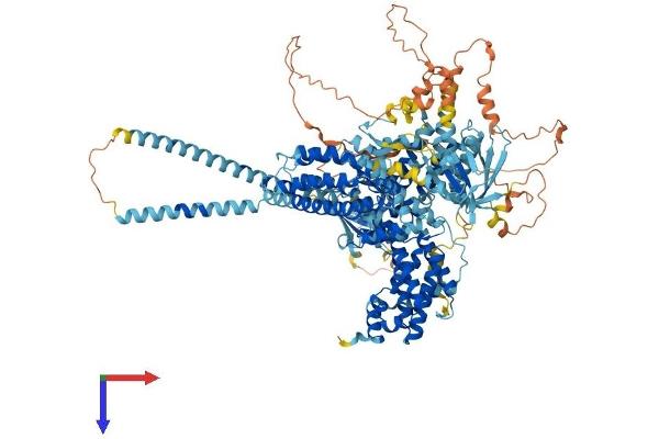 Ras Protein-Specific Guanine Nucleotide-Releasing Factor 2 (RASGRF2) (AA 1-1189) protein (His tag)