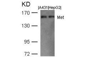 Western blot analysis of extracts from A431 and HepG2 cells using Met(Ab-1003) Antibody. (c-MET Antikörper  (AA 1001-1005))