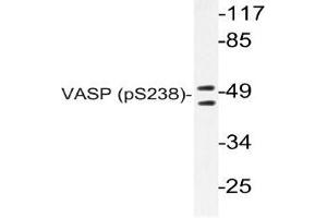 Western blot (WB) analyzes of p-VASP antibody in extracts from NIH/3T3 cells. (VASP Antikörper  (pSer238))