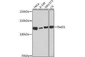 Western blot analysis of extracts of various cell lines, using Rad21 Rabbit mAb (ABIN7269821) at 1:1000 dilution. (RAD21 Antikörper)